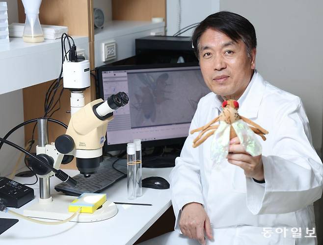 지난달 29일 서울 관악구 서울대 유전공학연구소에서 올해 삼성호암상 수상자인 정종경 교수가 제자가 선물해준 초파리 모형을 들고 있다. 정 교수는 초파리 실험을 통해 파킨슨병의 기전을 밝히고 치료제 개발의 기틀을 마련했다. 신원건 기자 laputa@donga.com