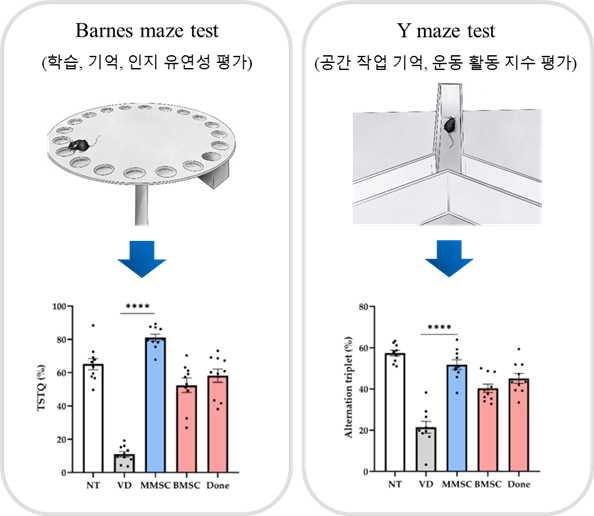 공동 연구팀은 MMSC 이식을 통해 혈관성 치매 모델에서 인지기능과 행동 장애 개선 효과를 검증한 결과, 기존 치료제인 도네페질과 BMSC보다 더 우수한 약리적 효과가 확인됐다고 밝혔다. (제주대학교 제공)