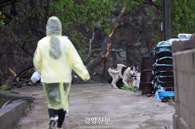 자원봉사자들이 먹이를 주러 가자 밭지킴이견이 이들을 반기고 있다.