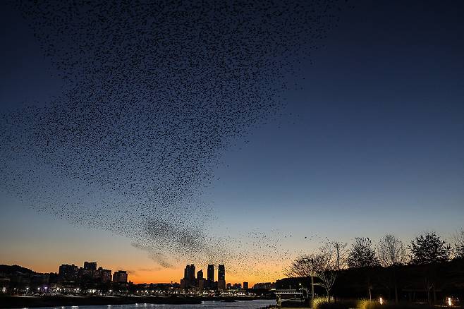 겨울 아침 시간, 태화강에서 먹이활동을 하고 떠나는 까마귀떼 [울산생물다양성센터 제공]