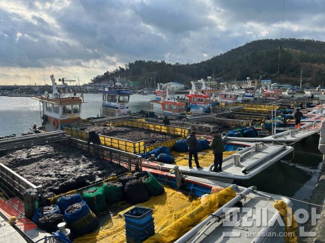 ▲물김 위판 모습ⓒ진도군