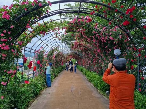 시민들이 풍덕동 장미터널에서 핸드폰으로 장미 사진을 담고 있다.