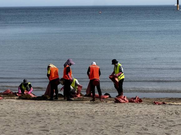 12일 이호테우해변에서 바다환경지킴이들이 해안에 말려든 괭생이모자반을 수거하고 있다. 독자 제공