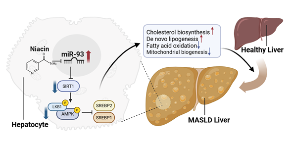 miR-93이 대사이상 지방간(MASLD)을 유발하는 발병기전과 니아신(Niacin) 기반 치료 효과. 연구그림=UNIST