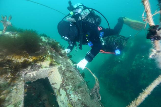 바다숲 사후관리 [양양군 제공. 재판매 및 DB 금지]