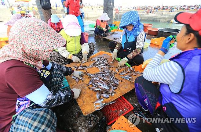 자리돔 손질하는 보목 어민들 [연합뉴스 자료사진]