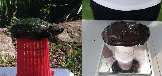 (사진=(사)한국남생이보호협회)