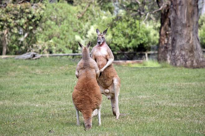 미국 사우스캐롤라이나주의 한 동물체험농장에서, 평소 캥거루와 장난치기를 즐기던 남성이 우리 안에서 숨진 채 발견됐다. *사진은 사건과 직접적 관계 없는 호주 수컷 캥거루의 싸움 중 휴식 모습 [사진=게티이미지뱅크]