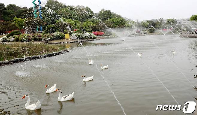14일 대전·충남은 낮 기온이 내륙을 중심으로 28도 내외까지 올라 더울 것으로 예보됐다. 대전 유성구 한국과학기술원(KAIST) 연못 분수에서 거위들이 더위를 식히고 있다. /뉴스1 ⓒ News1 김기태 기자
