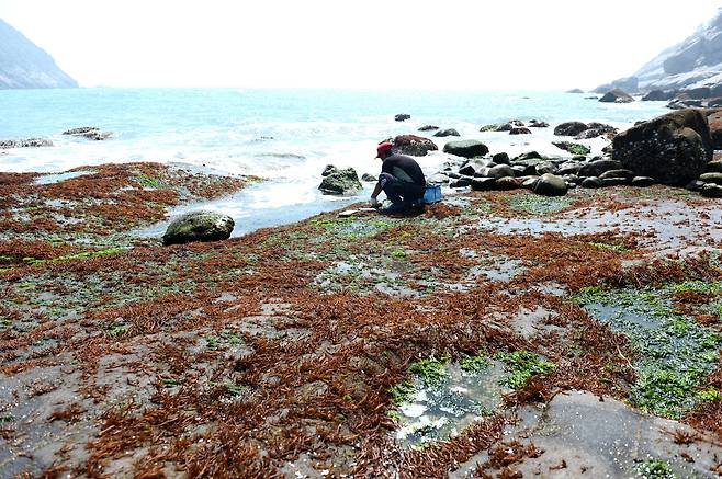 만조(밀물)때와 간조(썰물)때의 해안선 사이 부분인 조간대에 서식하는 불등가사리./김준