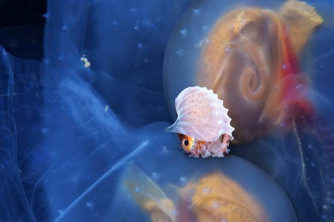 해양 세계 부문 준우승작 '승객'. 대형 플랑크톤의 일종인 살파 무리에 앉아 있는 종이앵무조개. /피에트로 포르미스/2025 ENVIRONMENTAL PHOTOGRAPHY AWARD