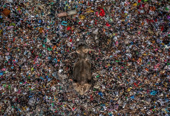 인간 대 자연 준우승작 '쓰레기장 속 위장'. 스리랑카의 어느 쓰레기장 한가운데를 코끼리가 지나고 있다. /하다라크시타 카루나라트나/2025ENVIRONMENTAL PHOTOGRAPHY AWARD