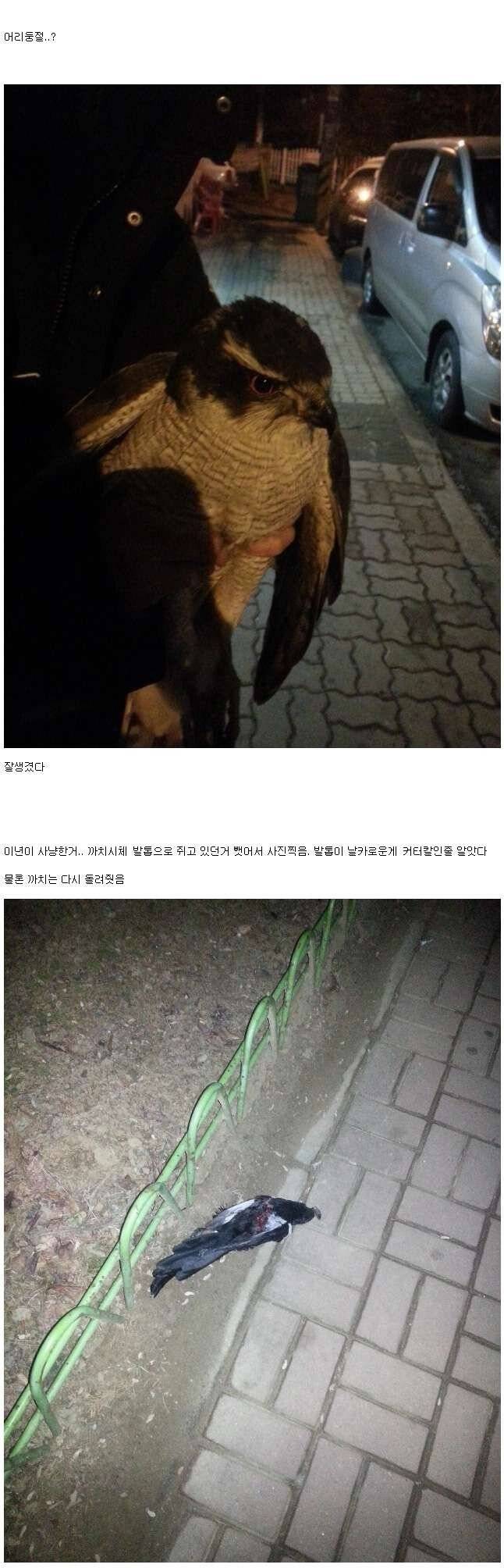 undefined - Imgur (2).jpg 길가다 부엉이를 주운 디시인 길가다 부엉이를 주운 디시인 길가다 부엉이를 주운 디시인