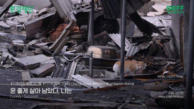 제22회 서울국제환경영화제 상영작 하이라이트에서 소개된 산불과 반려동물을 주제로 한 영화 '운 좋게 살아 남았다, 나는'의 한 장면. SIEFF 유튜브 캡처