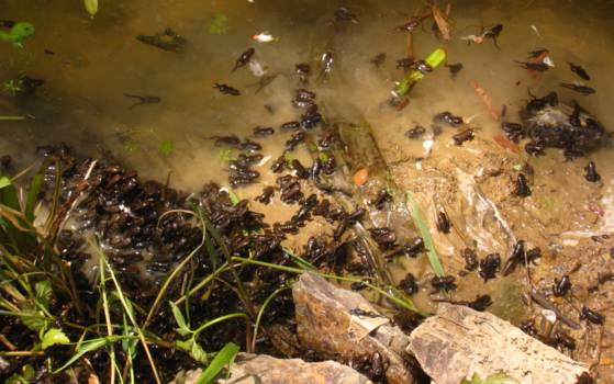 지난해 5월 대구 망월지에 비가 오자 새끼 두꺼비들이 뭍으로 나가기 위한 준비를 하고 있다. [사진 수성구]