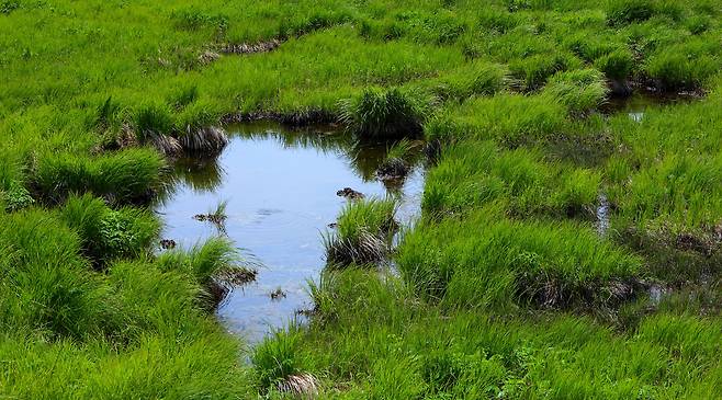인제 대암산 용늪 전경. 인제군 제공