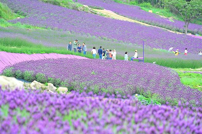 퍼플섬 전경. 신안군 제공