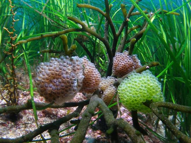 [부산=뉴시스] 해조류에 부착된 도루묵 알 (사진=국립수산과학원 제공) 2025.05.14. photo@newsis.com *재판매 및 DB 금지