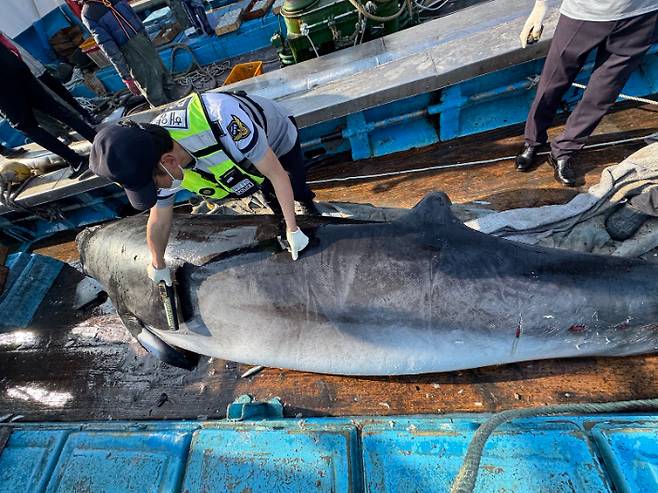 경찰관이 금속탐지기를 이용해 고래 불법포획 여부를 확인하고 있다. 여수해경 제공
