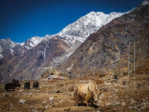 랑탕지역 곳곳에서는 방목 중인 야크를 심심찮게 볼 수 있다.