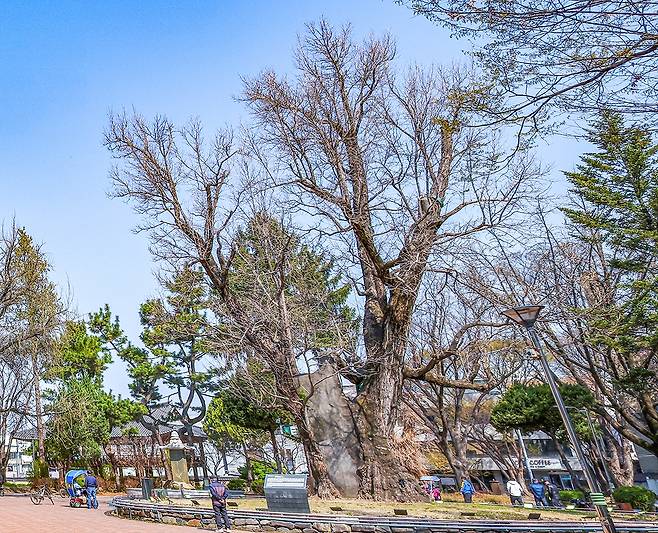 잎의 모양이 오리 발가락을 닮았다고 '압각수'로 불린 은행나무 [사진/임헌정 기자]