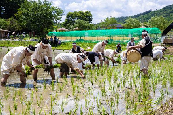 ▲ 증평들노래축제에서 전통 농경방식의 손모내기가 흥겹게 열리고 있다. 증평군 제공