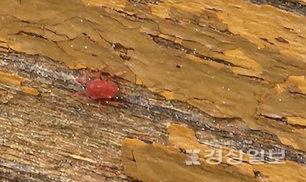 울산 일부 지역에 출몰하고 있는 진드기 일종인 '다카라다니'.