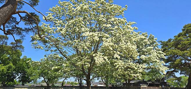 이팝나무꽃 숨은 명소 경주 오릉. /경주시 제공