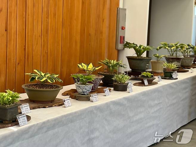 국립세종수목원 분재전시관서 ‘2025 한국비비추대전’ (한국수목원정원관리원 제공.재판매 및 DB금지) /뉴스1