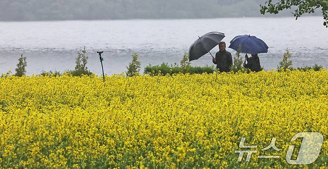 비가 내린 9일 오후 경기 구리한강공원 일대에서 열린 유채꽃 축제를 찾은 시민들이 꽃구경을 하고 있다. 2025.5.9/뉴스1 ⓒ News1 장수영 기자