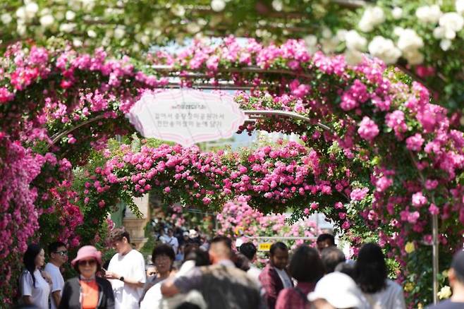 중랑 서울장미축제가 오는 16일 개막한다. 축제는 이달 24일까지 이어진다. 중랑구 제공.