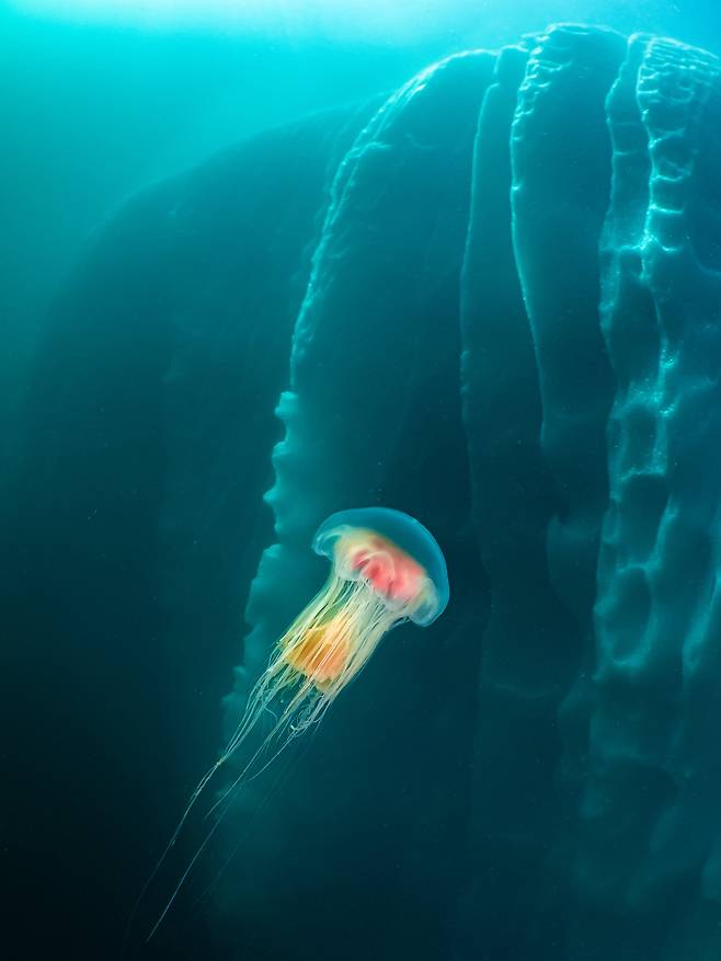 경이로운 극지 부문 우승작 '해파리와 빙산'.  2019년 동그린란드 해빙 인근에서 포착된 사자갈기 해파리. /갈리스 호아라우/2025 ENVIRONMENTAL PHOTOGRAPHY AWARD