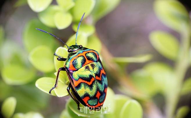 큰광대노린재. ⓒ농촌진흥청