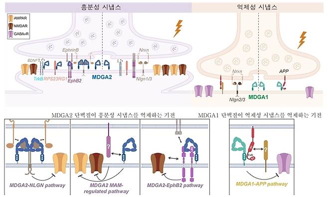 MDGA2 단백질이 EphB2-ephrinB 신호체계를 교란해 흥분성 시냅스 내 NMDA 글루타메이트 수용체 기능을 저해하는 분자 모델 이미지