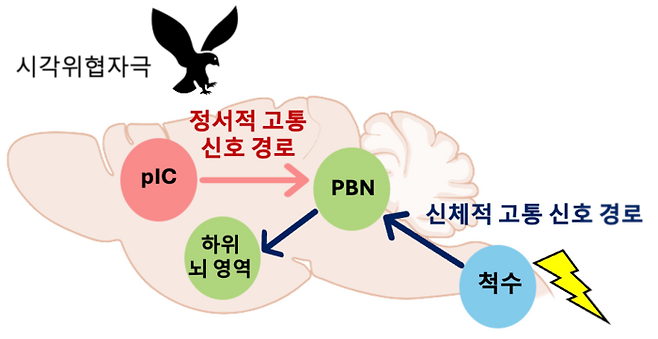 정서적, 신체적 고통 위협 신호 전달 뇌신경회로 모식도. 시각 위협자극은 신체적 고통을 유발하지 않지만 정서적 고통 신호 경로를 통해 불안한 상태를 만들고 공포 기억을 형성한다.