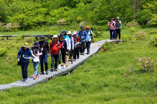 ▲ 인제 대암산 용늪 탐방이 16일 재개된다. 5월의 대암산 용늪 모습.