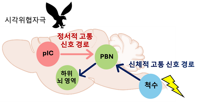 정서적, 신체적 고통 위협 신호전달 뇌신경회로 모식도. 시각 위협자극은 신체적 고통을 유발하지 않지만 정서적 고통 신호경로를 통해 불안한 상태를 만들고 공포기억을 형성한다. KAIST