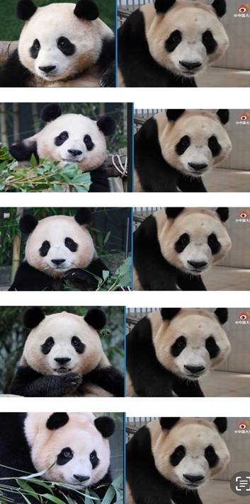 에버랜드에 있을 때(왼쪽)와 작년말 선수핑기지에 있을때 비교. “구타에 의한 함몰”을 주장하는 팬들도 있었다. 지금의 푸바오는 작년 말 보다 더 살이 빠져있는 상태다.