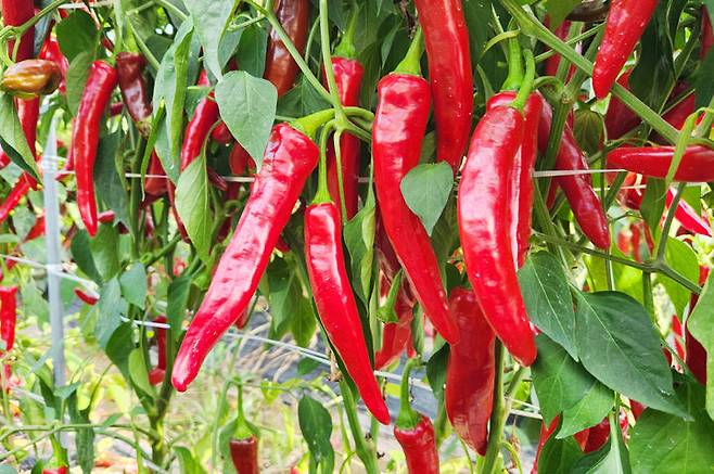 [청송=뉴시스] 청송 고추. 2025.02.05. (사진=청송군 제공) photo@newsis.com *재판매 및 DB 금지