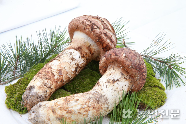 경상북도가 올 산불로 피해를 입은 980여 송이 임가에 두달간 120만5000원씩 특별지원금을 준다. 사진은 송이버섯 모습.