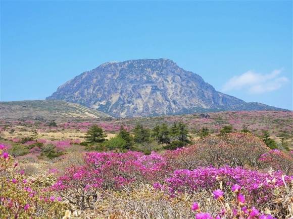 한라산 털진달래가 해발 1700m 윗세오름 일대에 만개하기 시작했다. 한라산국립공원관리소 제공