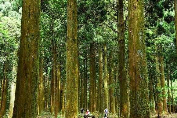 한남산림과학연구시험림이 16일부터 한남사려니오름숲으로 변경된다. 사진은 삼나무 전시림. 산림청 국립산림과학원 난대·아열대산림연구소 제공
