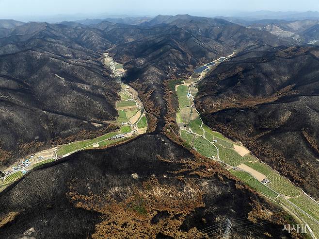 4월19일 경북 의성군 점곡면 동변리 산불 피해 현장을 드론으로 촬영한 모습. 산 정상부의 소나무 숲이 전소된 가운데 산기슭의 소나무 숲은 열화상을 입어 갈변됐다. ⓒ시사IN 이명익