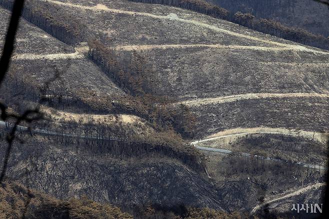 4월19일 경북 의성군 동변리 산비탈의 임도. ⓒ시사IN 이명익