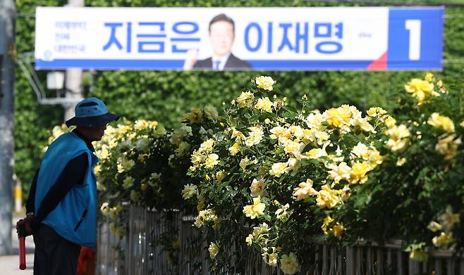 제21대 대통령선거 공식 선거운동 개시일인 5월12일 대구 달서구 이곡장미공원에서 한 시민이 장미꽃을 구경하는 가운데 대선&nbsp;현수막이 게시돼 있다. 기사 내용과는 무관한 사진 ⓒ연합뉴스