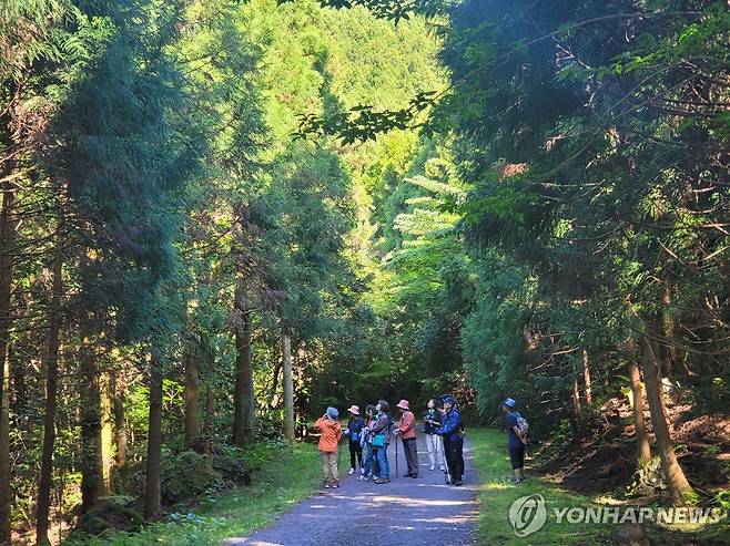 한남사려니오름숲 [산림청 국립산림과학원 난대·아열대산림연구소 제공.재판매 및 DB 금지]