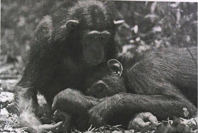 다른 침팬지 상처 핥아주는 침팬지 (서울=연합뉴스) 2025년 5월 14일(현지시간) 학술지 '진화 및 생태 첨단연구'(Frontiers in Evolution and Ecology)에 게재된 엘러디 프라이먼 등의 논문에 실린 사진에서 한 침팬지가 다른 침팬지의 상처를 핥아주고 있다. [학술지 게재 연구논문 중 사진 캡처. DB 및 재판매 금지] 2025.5.15.