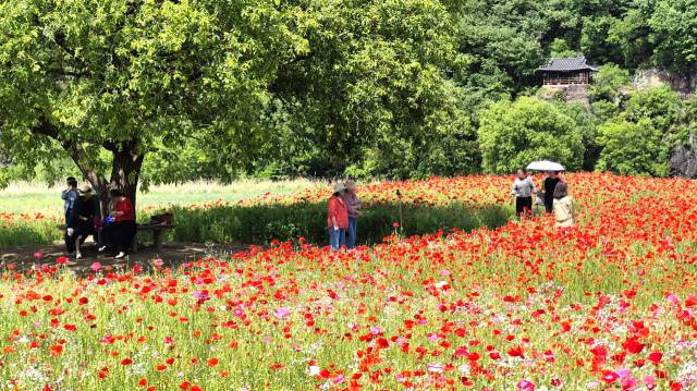 경남 함안군 악양둑방길을 찾은 관람객들이 악양루가 보이는 나무 그늘 아래에서 꽃양귀비 화원을 즐기고 있다. 남태우 기자