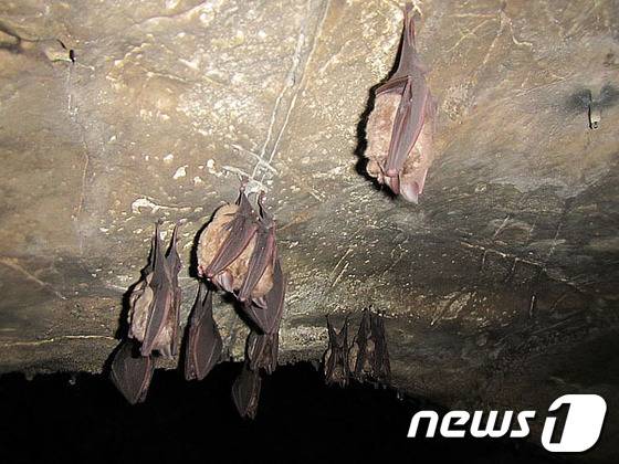 정선 산호동굴에서 발견됀 관박쥐.(사진제공=정선군청).2013.9.03 ⓒ News1