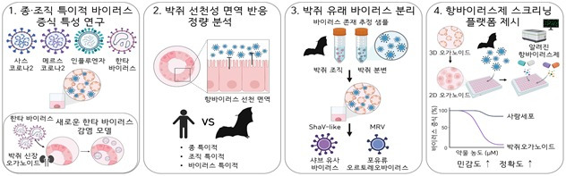 박쥐 오가노이드를 활용한 주요 연구 결과(과학기술정보통신부 제공)